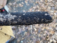 Rosellinia corticium