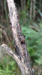 Socca pustulosa