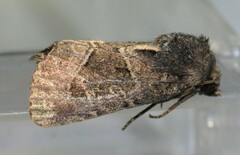 Oligia obtusa