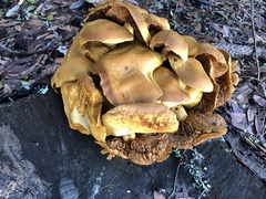 Omphalotus olivascens