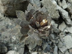 Notothlaspi rosulatum