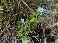 Pimelea longifolia