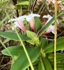 Pimelea longifolia