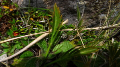 Aciphylla monroi