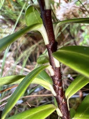 Pimelea longifolia
