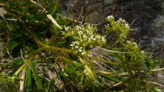 Aciphylla monroi
