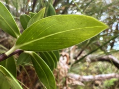 Pimelea longifolia