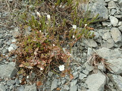 Podosphaera epilobii