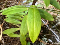 Pimelea longifolia
