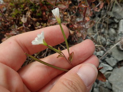 Epilobium chlorifolium