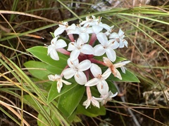 Pimelea longifolia