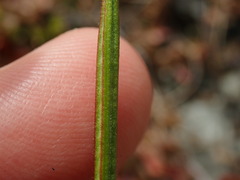 Epilobium chlorifolium