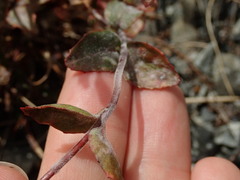 Podosphaera epilobii