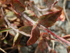 Podosphaera epilobii