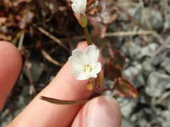 Epilobium chlorifolium