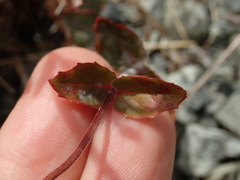 Podosphaera epilobii