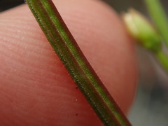 Epilobium chlorifolium