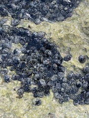 Nerita tessellata
