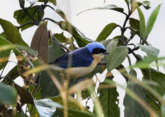 Pipraeidea melanonota