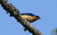 Pipraeidea melanonota