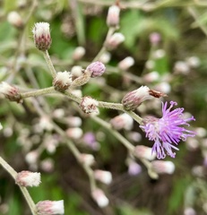 Lepidaploa canescens