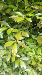 Pseudopanax discolor