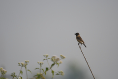 Saxicola maurus