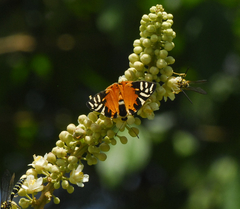 Symmachia rubina