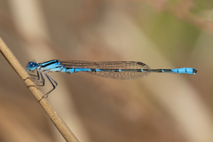 Austroagrion cyane