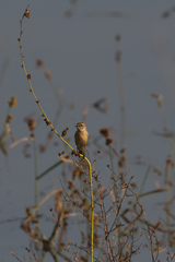 Saxicola maurus