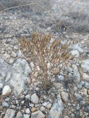 Zeltnera beyrichii