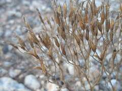 Zeltnera beyrichii