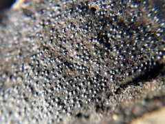 Biscogniauxia mediterranea
