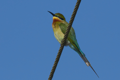 Merops philippinus