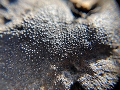 Biscogniauxia mediterranea