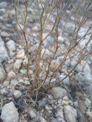 Zeltnera beyrichii