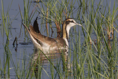 Hydrophasianus chirurgus