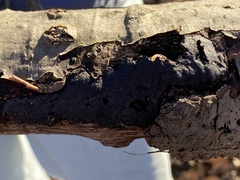 Biscogniauxia mediterranea
