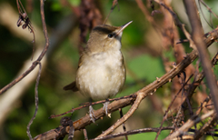 Acrocephalus dumetorum