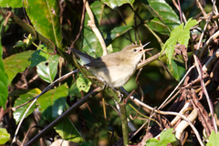 Acrocephalus dumetorum