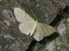 Idaea dilutaria