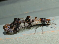 Periclystus circuiter