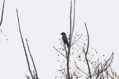 Dicrurus leucophaeus