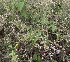 Lepidaploa canescens