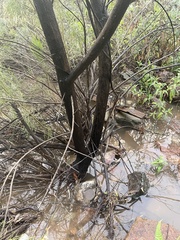 Chilopsis linearis arcuata