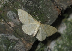 Idaea dilutaria
