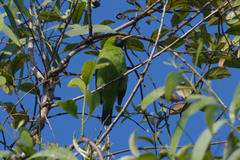 Chloropsis aurifrons