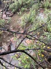 Chilopsis linearis arcuata