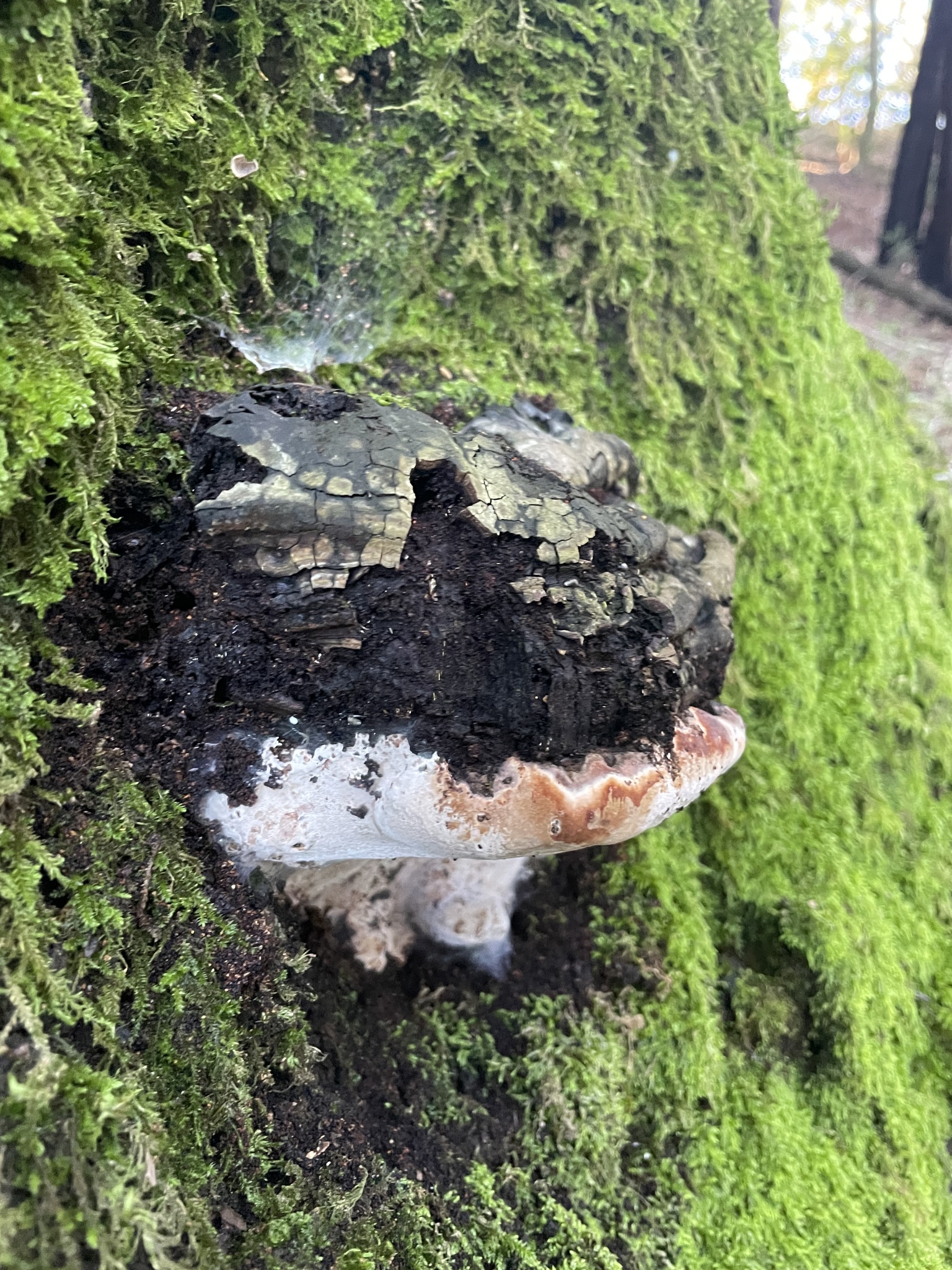 Ganoderma P.Karst., 1881