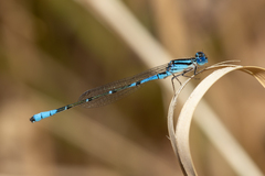 Austroagrion cyane
